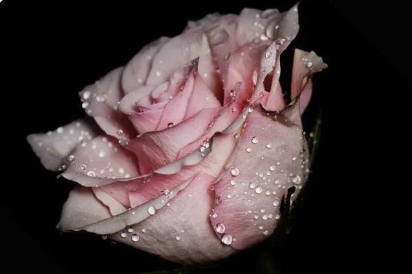 Красивая Белая Розовая Роза Черном Фоне — стоковое фото