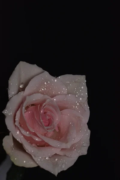 Bella Rosa Bianca Rosa Sfondo Nero — Foto Stock