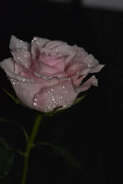 Gyönyörű Fehér Rózsaszín Rózsa Egy Fekete Háttér — Stock Fotó