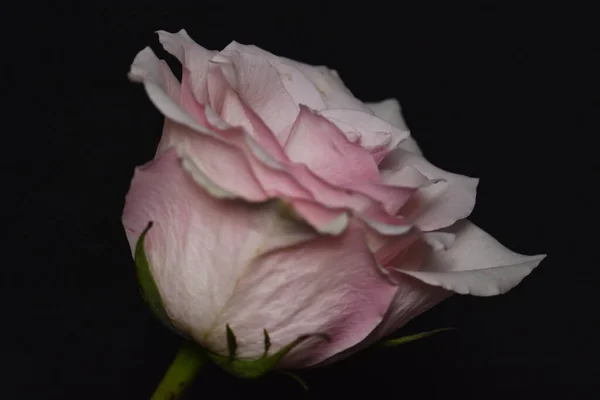 Piękne Białe Różowe Róże Czarnym Tle — Zdjęcie stockowe