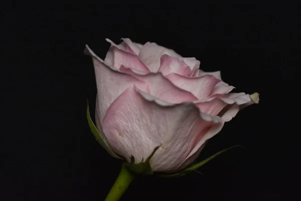 Beautiful White Pink Rose Black Background — Stock Photo, Image