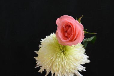 Güzel gül ve kasımpatı çiçekleri siyah arkaplanda