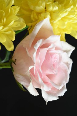 Güzel kasımpatı çiçekleri üzerinde pembe güller var.