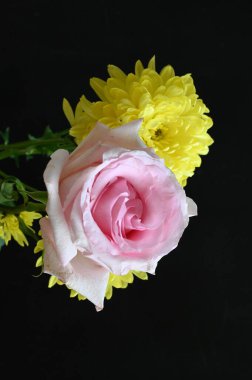 Güzel kasımpatı çiçekleri üzerinde pembe güller var.