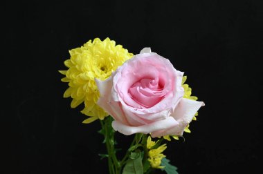 Güzel kasımpatı çiçekleri üzerinde pembe güller var.