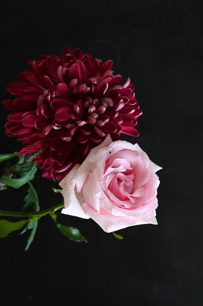 stock image beautiful rose and chrysanthemum flowers on black background