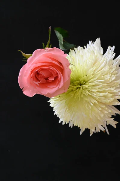 Vacker Ros Och Krysantemum Blommor Svart Bakgrund — Stockfoto