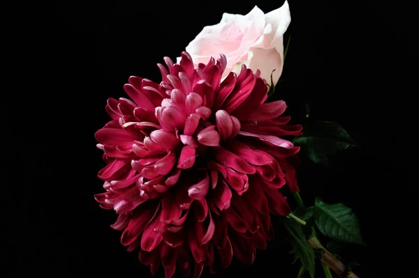 Красиві Квіти Троянди Хризантеми Чорному Тлі — стокове фото