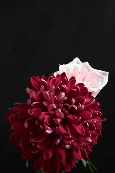 黒を背景に美しいバラと菊の花 — ストック写真