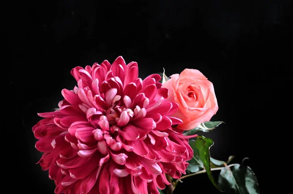 Schöne Rosen Und Chrysanthemenblüten Auf Schwarzem Hintergrund — Stockfoto