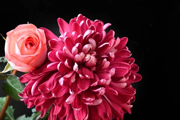 Güzel Gül Kasımpatı Çiçekleri Siyah Arkaplanda — Stok fotoğraf