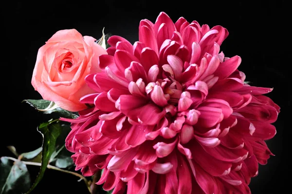 stock image beautiful rose and chrysanthemum flowers on black background