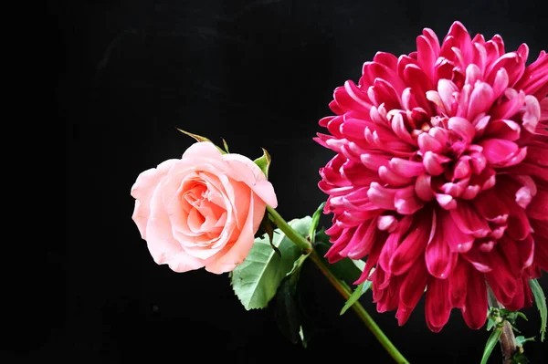 Όμορφο Τριαντάφυλλο Και Χρυσάνθεμο Λουλούδια Μαύρο Φόντο — Φωτογραφία Αρχείου