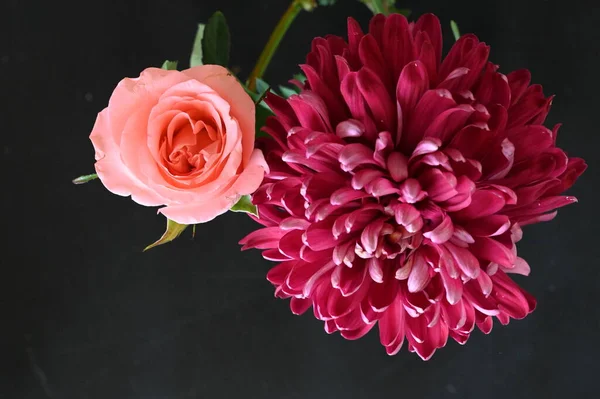 黑色背景的美丽的玫瑰和菊花 — 图库照片