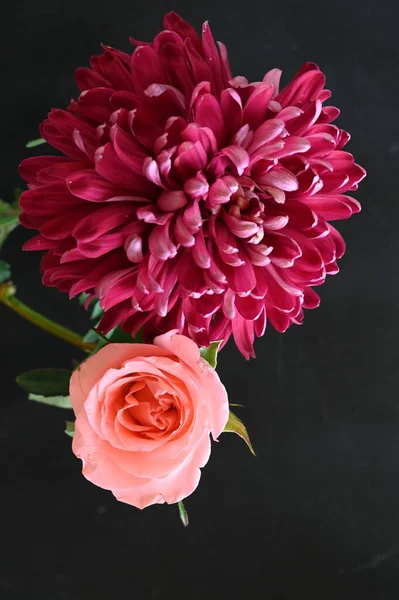 Güzel Gül Kasımpatı Çiçekleri Siyah Arkaplanda — Stok fotoğraf
