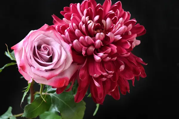 Beautiful Rose Chrysanthemum Flowers Black Background — Stock Photo, Image