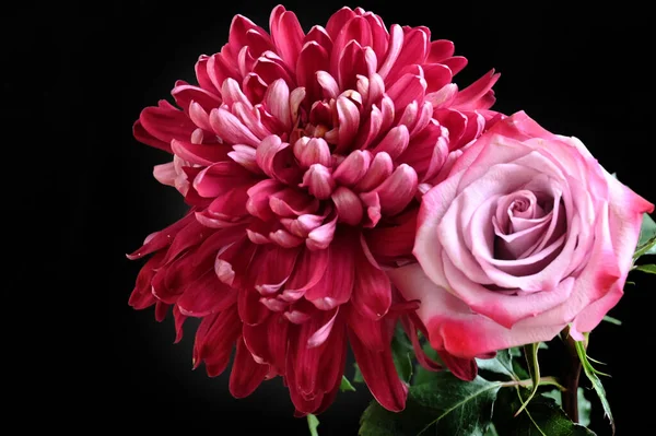 Красивые Розы Хризантемы Цветы Черном Фоне — стоковое фото