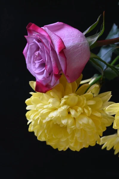 美丽的菊花 粉红的玫瑰 底色幽暗 — 图库照片