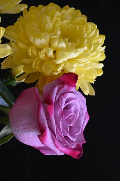 stock image beautiful chrysanthemum flowers with pink rose on the dark background