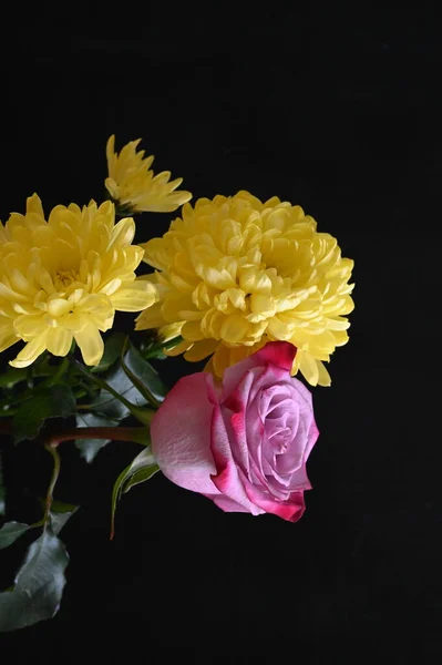 美丽的菊花 粉红的玫瑰 底色幽暗 — 图库照片