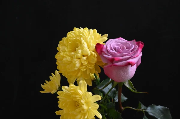 濃い背景にピンクのバラの美しい菊の花 — ストック写真