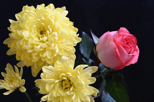 Beautiful Chrysanthemum Flowers Pink Rose Dark Background — Stock Photo, Image