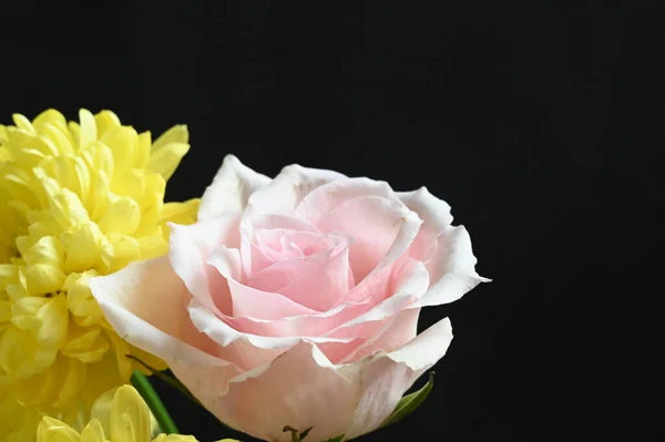 Belas Flores Crisântemo Com Rosa Rosa Fundo Escuro — Fotografia de Stock