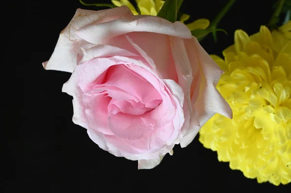 Schöne Chrysanthemenblüten Mit Rosa Rose Auf Dunklem Hintergrund — Stockfoto