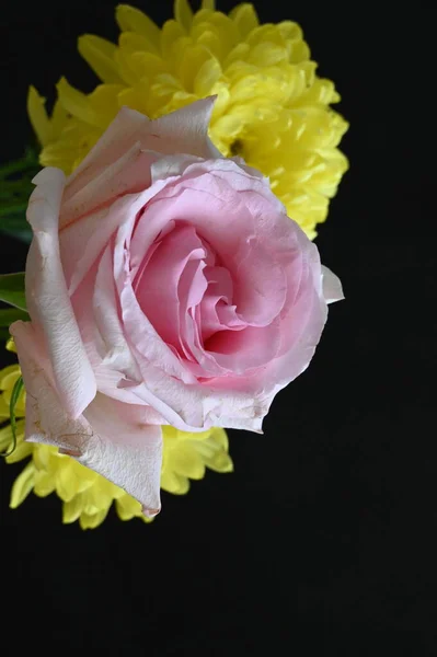 Schöne Chrysanthemenblüten Mit Rosa Rose Auf Dunklem Hintergrund — Stockfoto