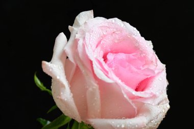 güzel beyaz ve pembe gül siyah arkaplanda