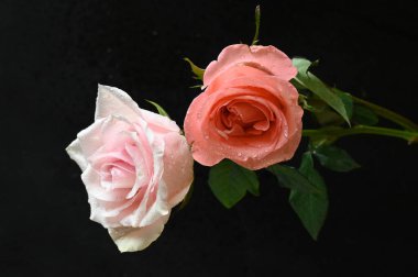 güzel beyaz ve turuncu güller siyah arkaplanda