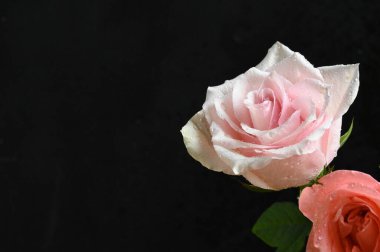 güzel beyaz ve turuncu güller siyah arkaplanda