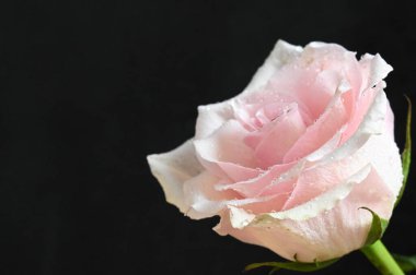 Siyah arkaplanda güzel beyaz bir gül