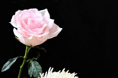 Güzel beyaz kasımpatı çiçekleri. Üzerinde pembe güller var.