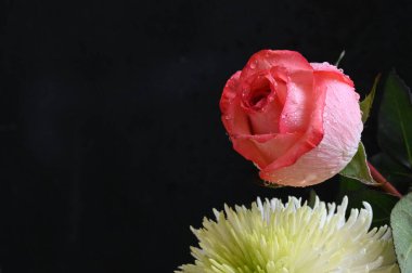 Güzel beyaz kasımpatı çiçekleri. Üzerinde pembe güller var.