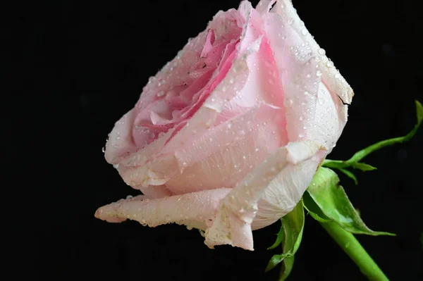 Bela Rosa Branca Rosa Sobre Fundo Preto — Fotografia de Stock
