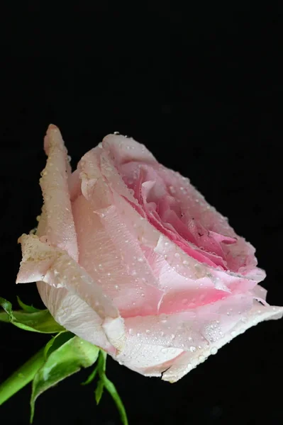 Όμορφο Λευκό Και Ροζ Τριαντάφυλλο Μαύρο Φόντο — Φωτογραφία Αρχείου
