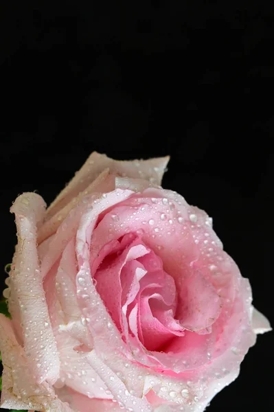 Красивая Белая Розовая Роза Черном Фоне — стоковое фото
