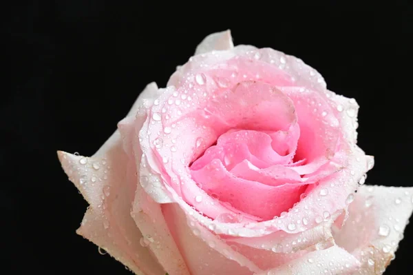 Schöne Weiße Und Rosa Rose Auf Schwarzem Hintergrund — Stockfoto