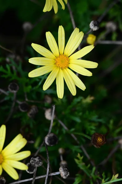 Közel Sárga Virágok Kertben — Stock Fotó
