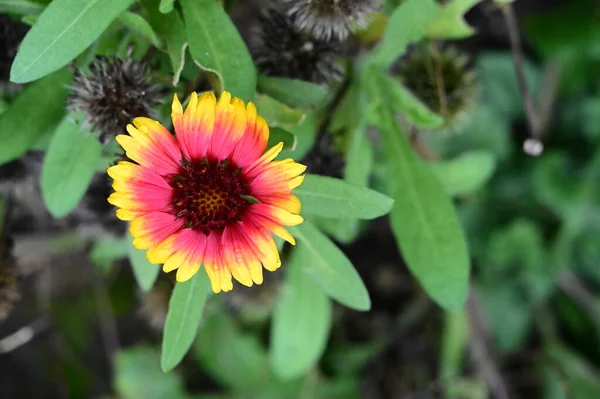 Schöne Rote Und Gelbe Blumen Garten Nahsicht — Stockfoto