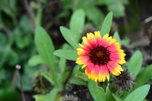 Schöne Rote Und Gelbe Blumen Garten Nahsicht — Stockfoto