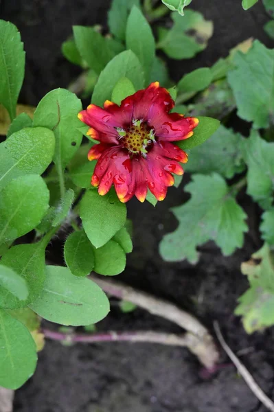 花园里美丽的红色花朵 — 图库照片