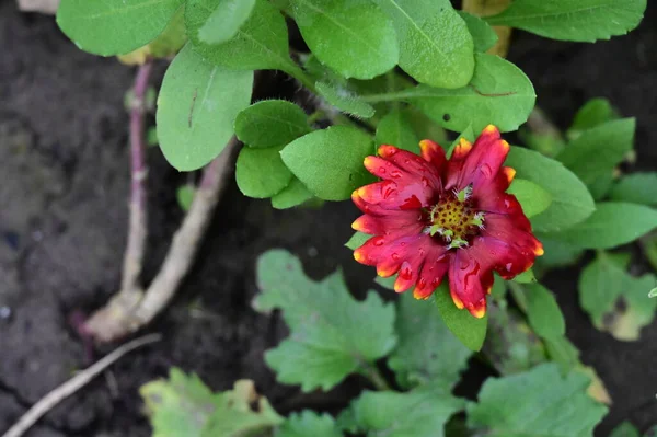 Красиві Червоні Квіти Саду Вид Крупним Планом — стокове фото