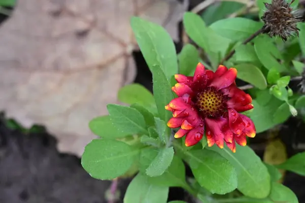 Красиві Червоні Квіти Саду Вид Крупним Планом — стокове фото