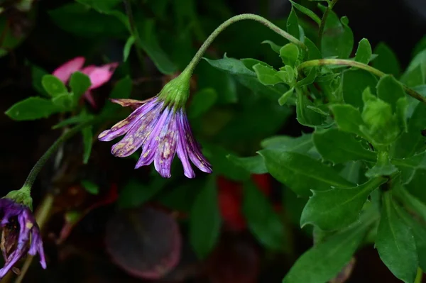 Vackra Blommor Den Mörka Bakgrunden — Stockfoto