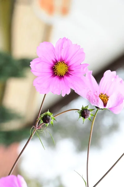 Amazing Pink Flowers Growing Garden — Stock Photo, Image