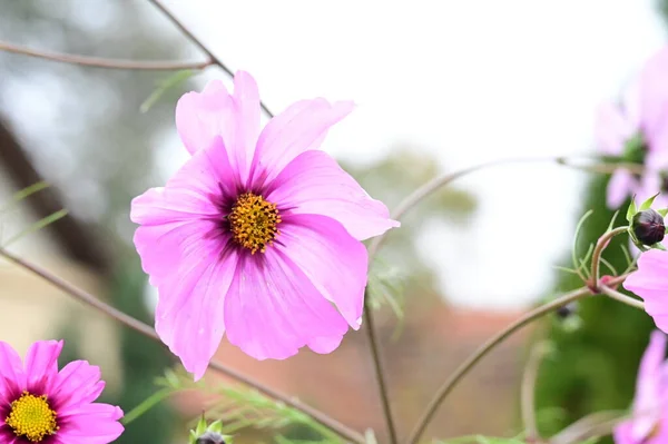 Flores Rosa Incríveis Crescendo Jardim — Fotografia de Stock