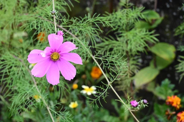 Flores Rosa Incríveis Crescendo Jardim — Fotografia de Stock