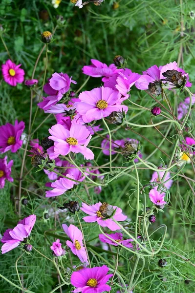 ดอกไม ชมพ บโตในสวน — ภาพถ่ายสต็อก